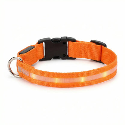 Orange Noblias LED dog collar glowing in the dark.