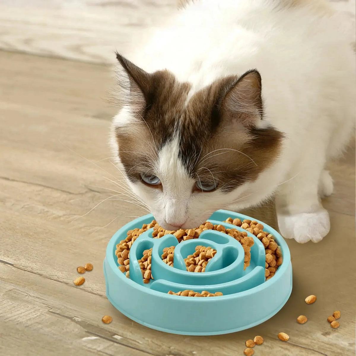 Ragdoll cat eating kibble from the blue maze slow feeder dog bowl on a wood floor.