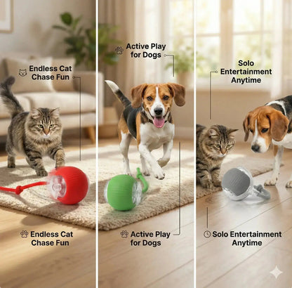 Three panels of a cat chasing the red ball, a beagle chasing the green ball and a dog with the gray ball playing alone.