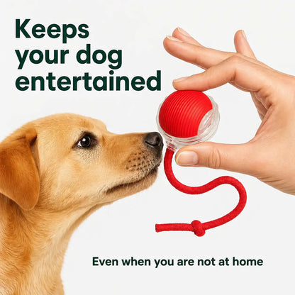 Hand holding the red motion activated rolling ball toy by its rope tail in front of a Labrador puppy, captioned keeps your dog entertained even when you are not at home.