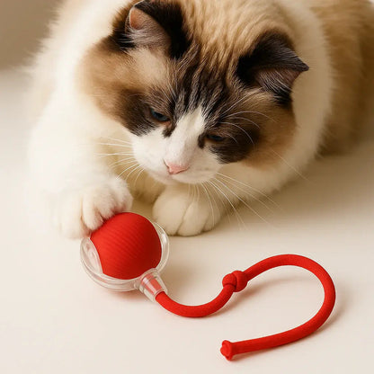Ragdoll cat pawing the red motion activated rolling ball toy and its rope tail.