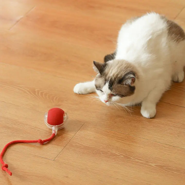 Ragdoll cat stalking the red motion activated rolling ball toy across a wood floor.