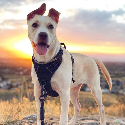 Noblias no-pull dog harness with front clip, adjustable reflective vest, and handle for comfortable control during walks.