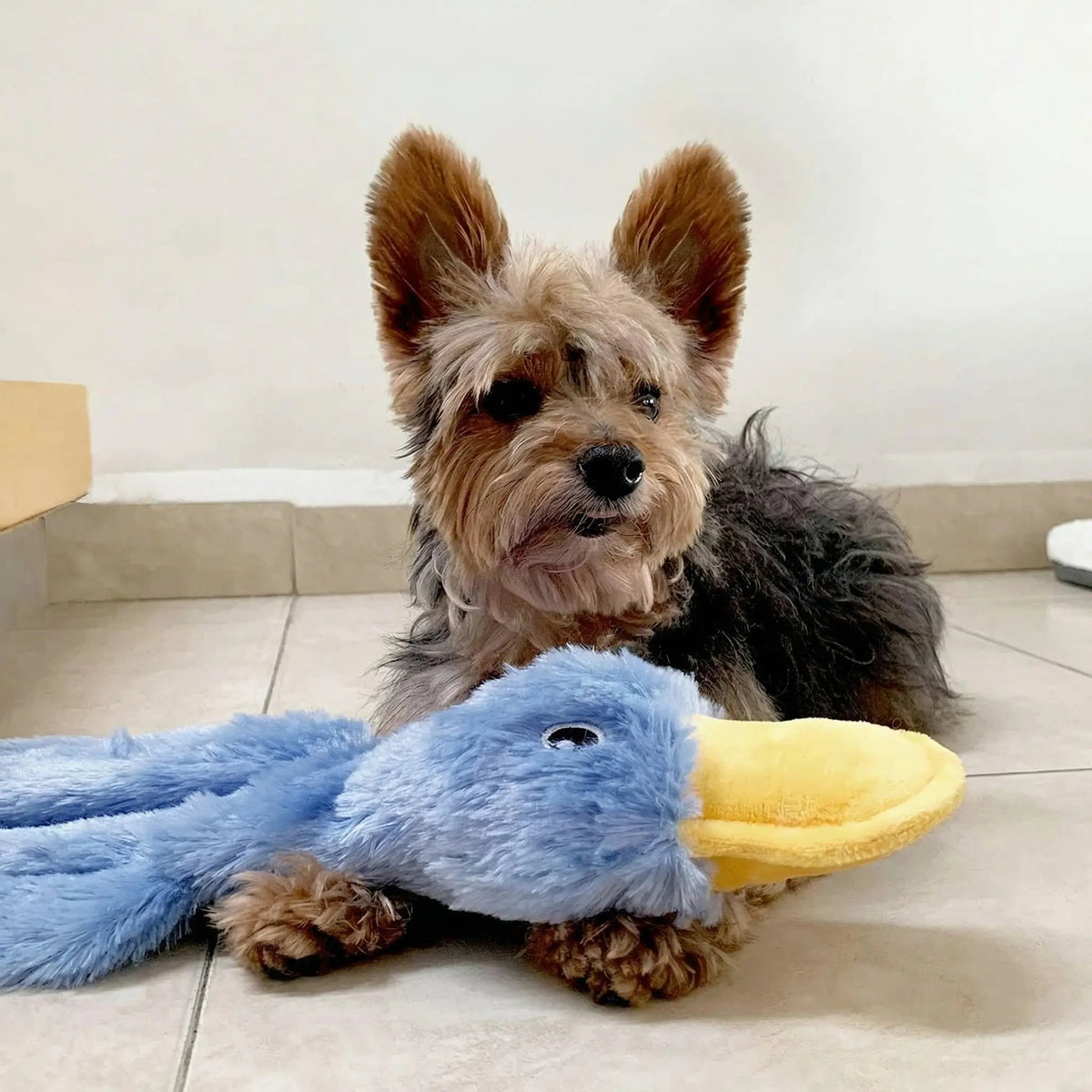 Yorkshire terrier lying beside the blue no stuffing duck dog toy on a tile floor.