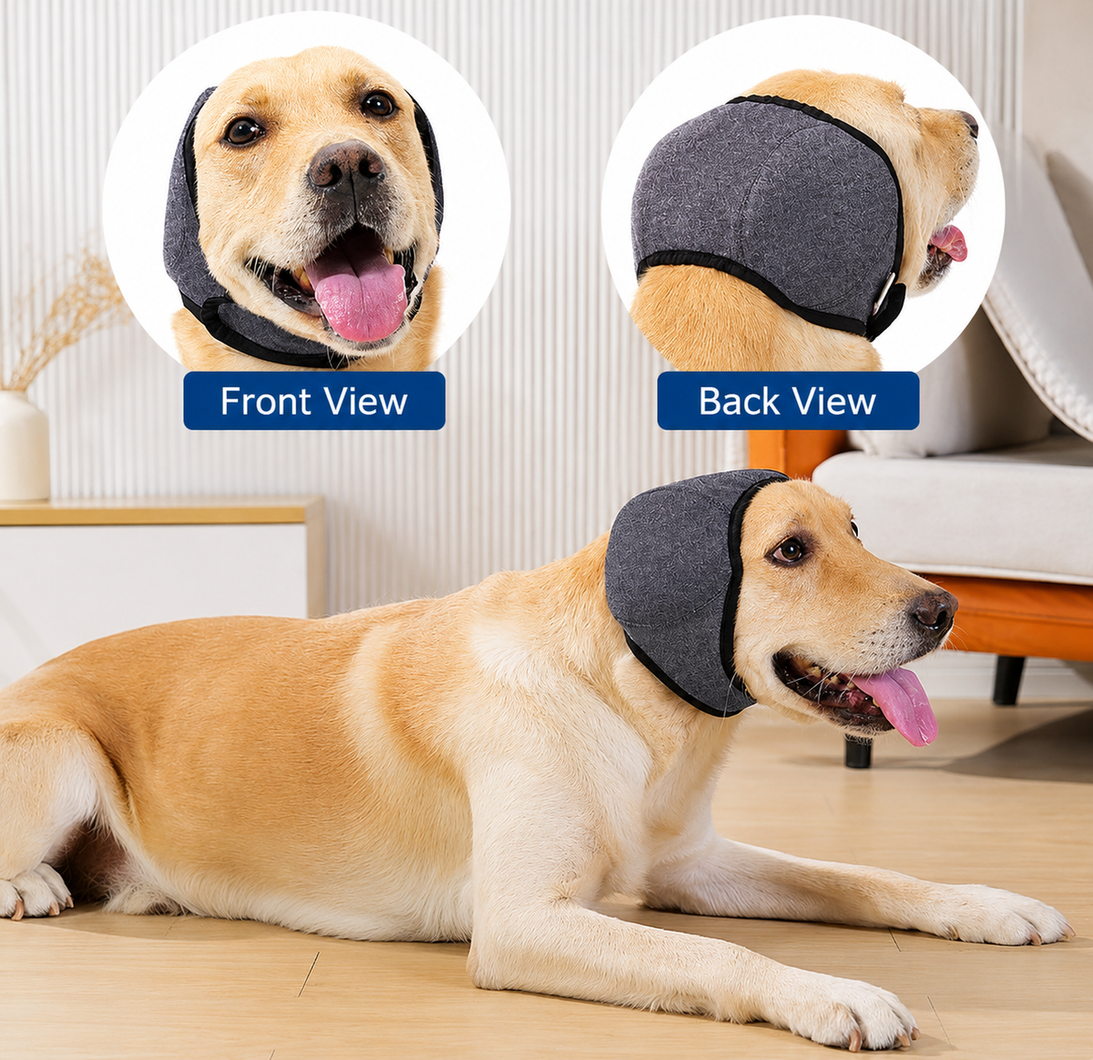 Front view and back view of a Labrador wearing the gray ear muffs on a sofa