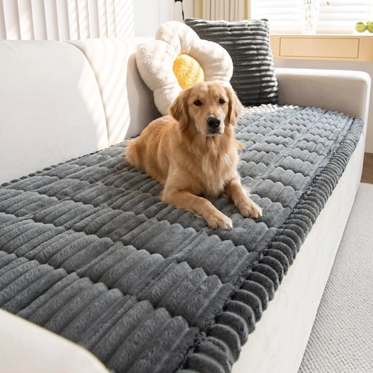 Golden retriever lying on the charcoal ribbed plush couch cover on a white sofa.