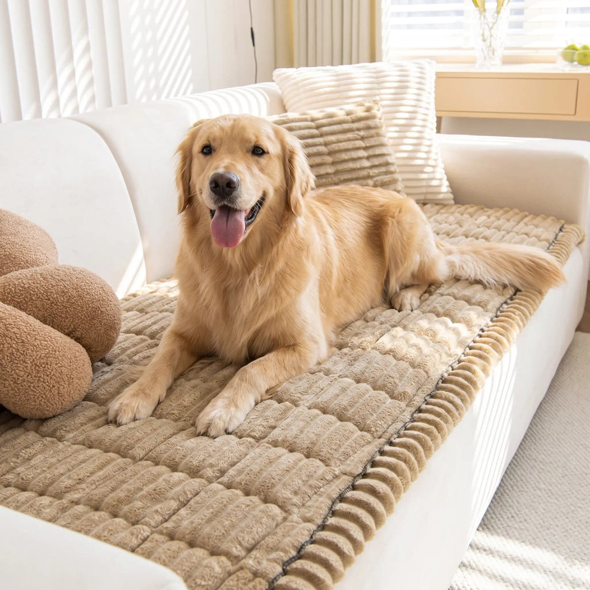 Golden retriever lying on the khaki ribbed plush couch cover on a white sofa.