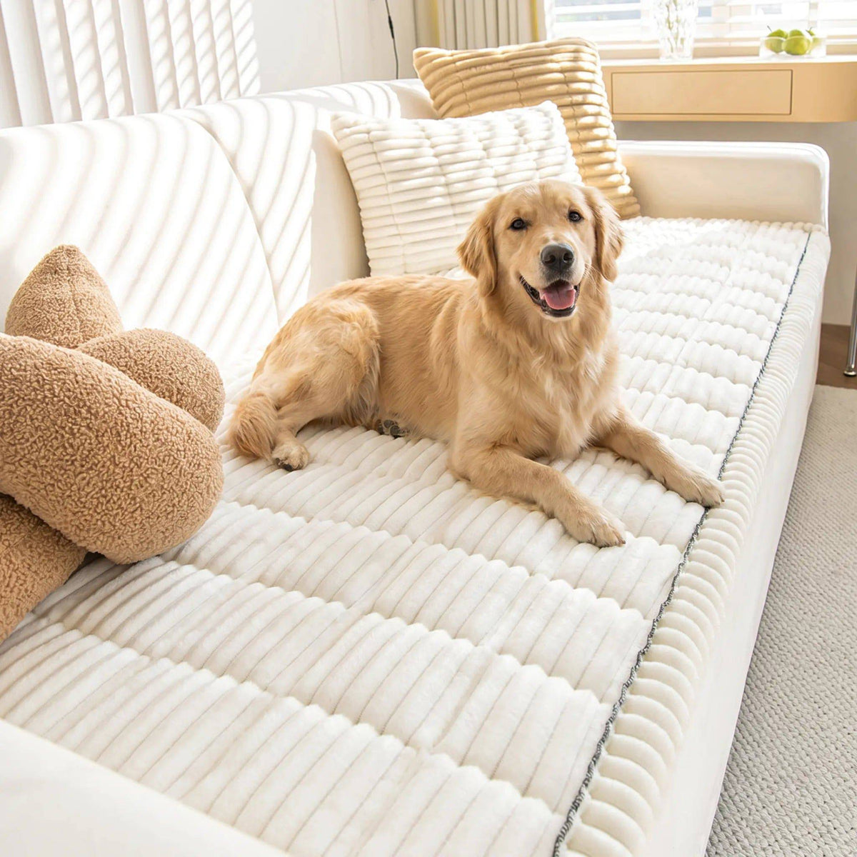 Golden retriever lying on the cream ribbed plush couch cover on a white sofa.