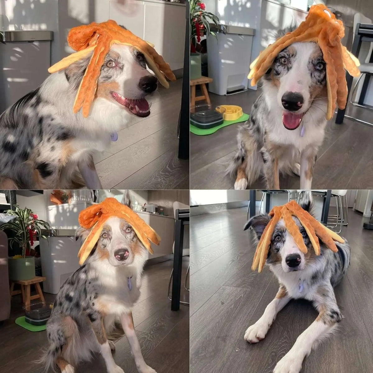 Four photos of an Australian shepherd playing indoors with the orange octopus dog toy.