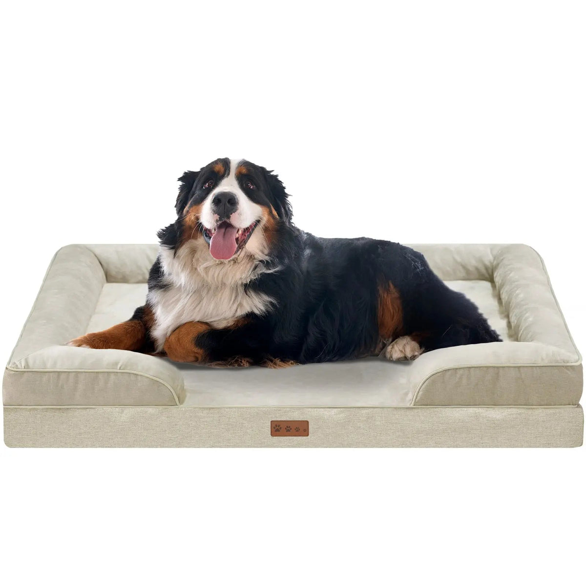Bernese mountain dog lying on the beige orthopedic dog bed against a white background.