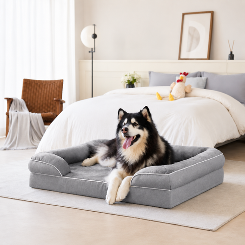 Husky resting on the grey orthopedic dog sofa bed in a bedroom, showing the low front edge and raised side bolsters.
