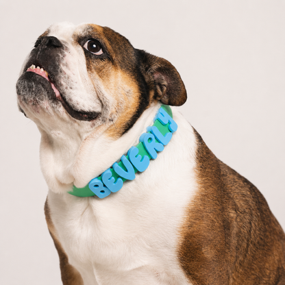 English Bulldog wearing the green waterproof collar with blue bubble letters spelling Beverly
