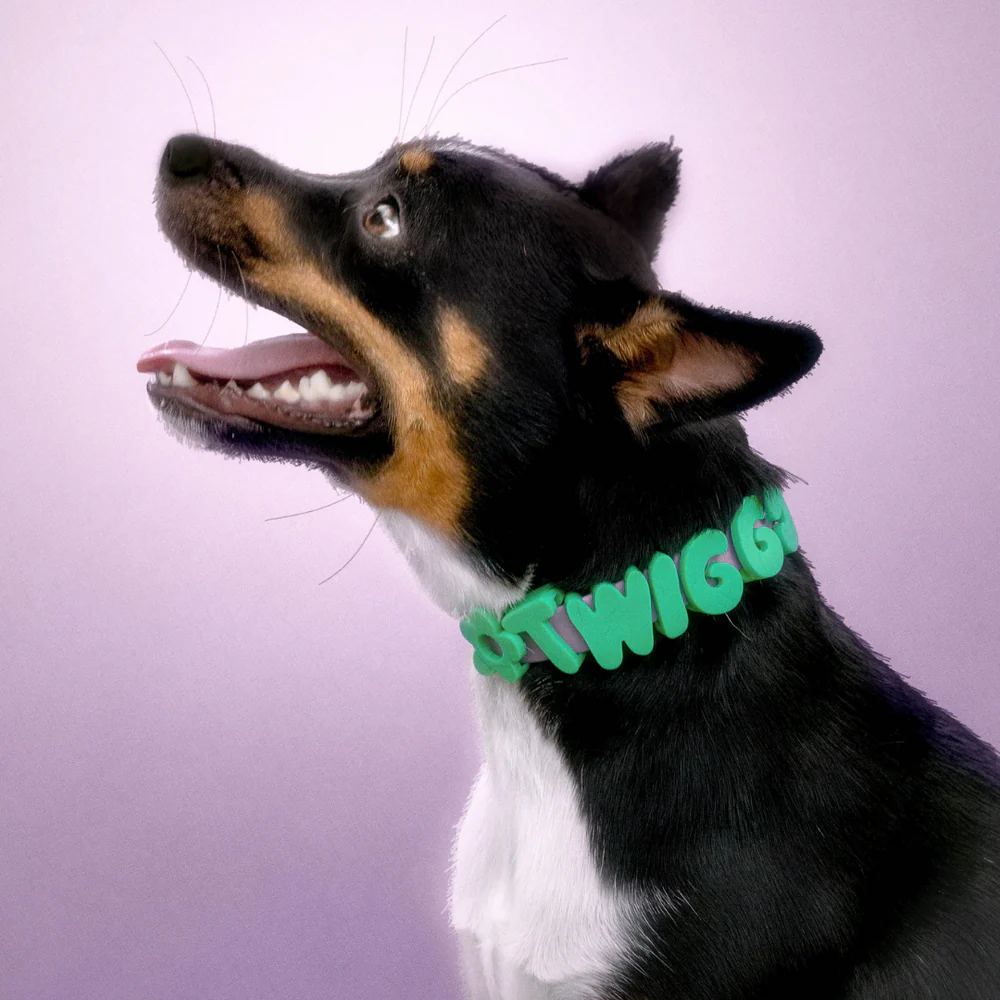 Small black and tan dog looking up in the green waterproof collar with green letters spelling Twigg
