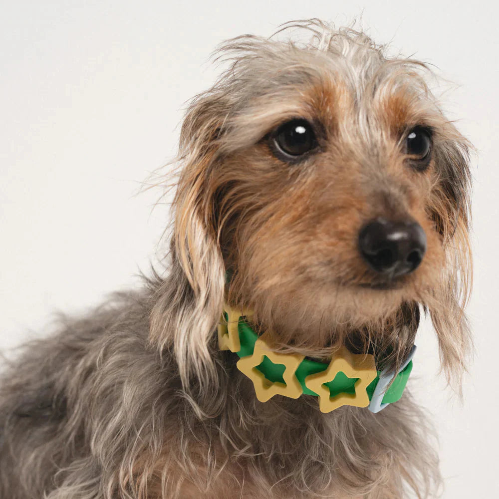 Scruffy terrier wearing the green waterproof collar decorated with yellow star icon charms instead of letters