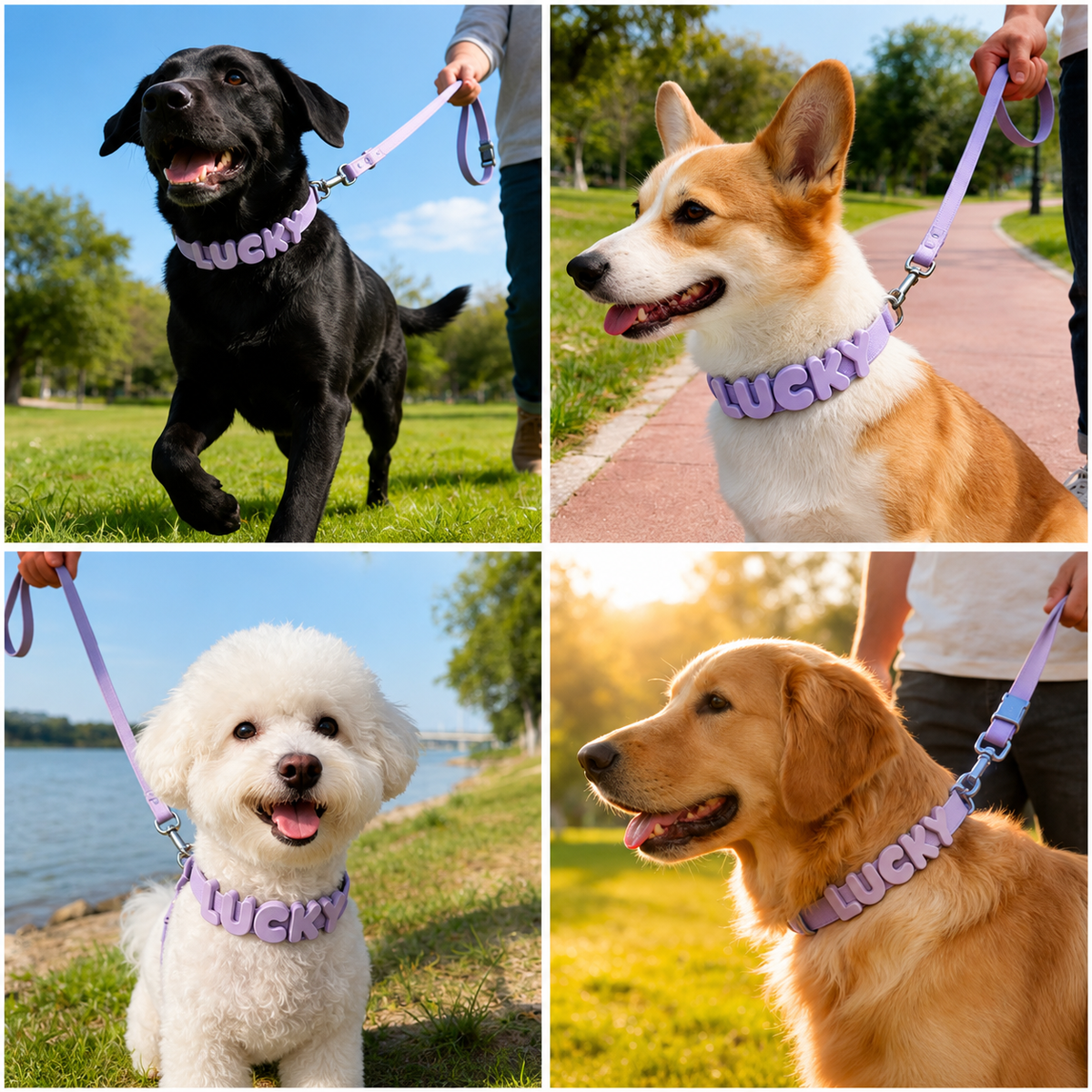 Four dogs of different breeds outdoors each wearing the lavender pink waterproof collar with purple letters spelling Lucky