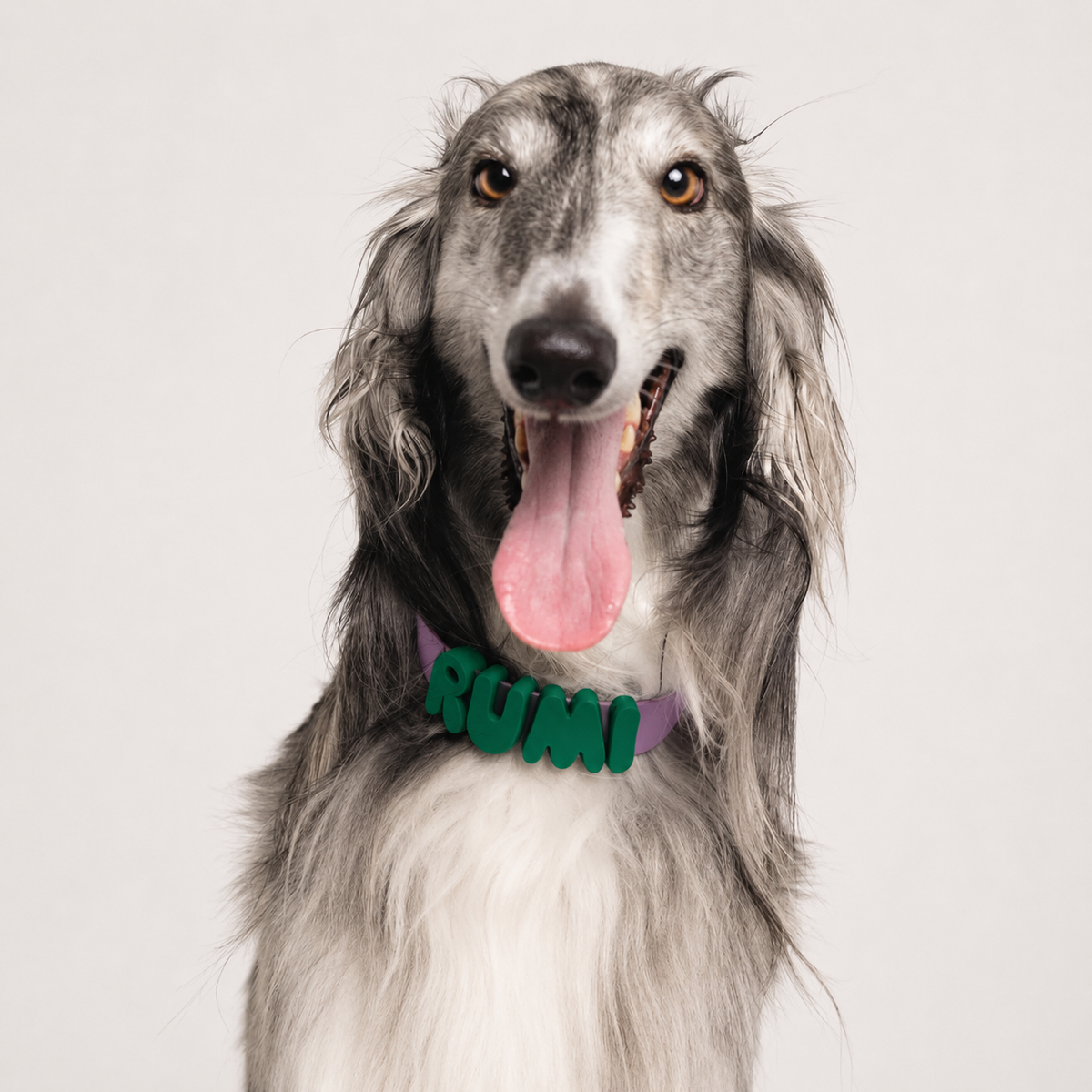 Saluki wearing the lavender pink waterproof collar with green letters spelling Rumi