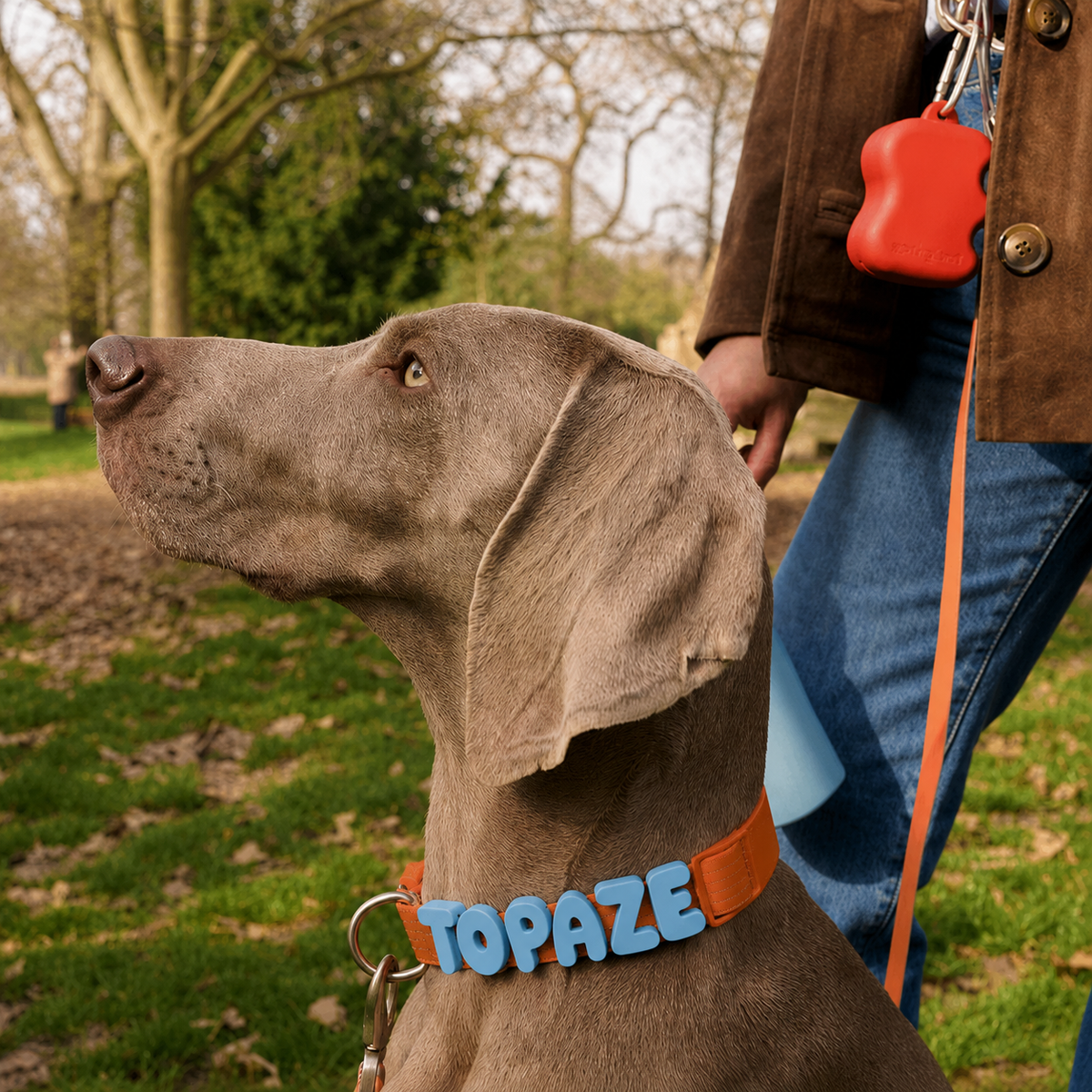 Weimaraner on a leash in the park wearing the orange waterproof collar with blue letters spelling Topaze