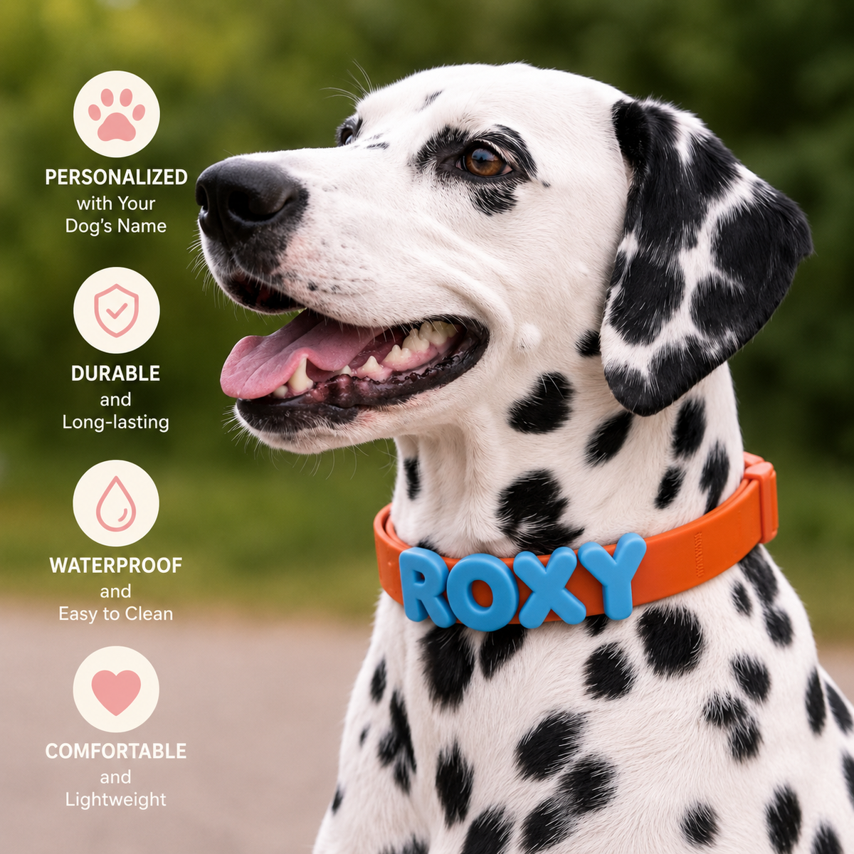 Dalmatian wearing the orange waterproof collar with blue letters spelling Roxy, with personalized, durable, waterproof and lightweight badges