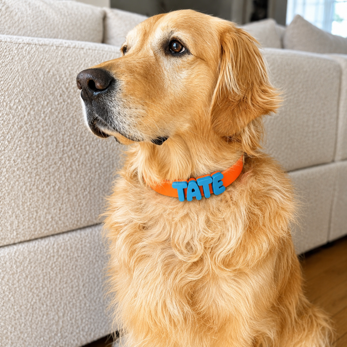 Golden Retriever on a sofa wearing the orange waterproof collar with blue letters spelling Tate