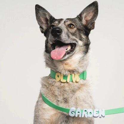 Noblias personalized waterproof dog collar in green with yellow silicone letters spelling Olive, worn by a gray husky mix