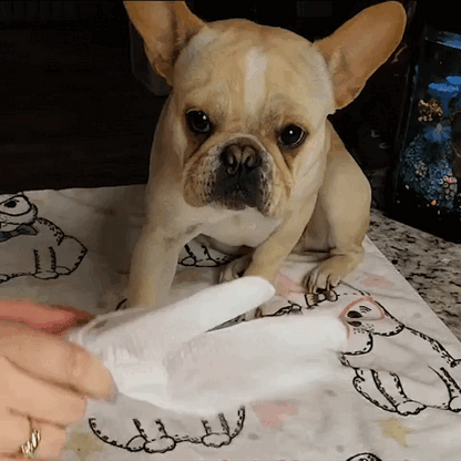French bulldog on a blanket being wiped down with the pet glove wipe.