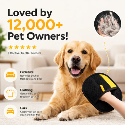 Golden retriever on a rug beside the black pet hair remover glove, with icons for furniture, clothing and cars.