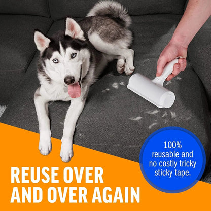 Husky on a gray sofa while the pet hair remover roller collects fur from the cushion, captioned reuse over and over again.