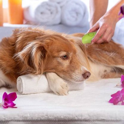 Collie lying on a towel being brushed with the green pet steam brush.