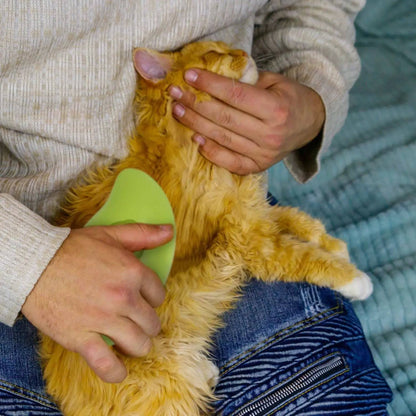 Hands brushing the belly of an orange cat with the green pet steam brush.