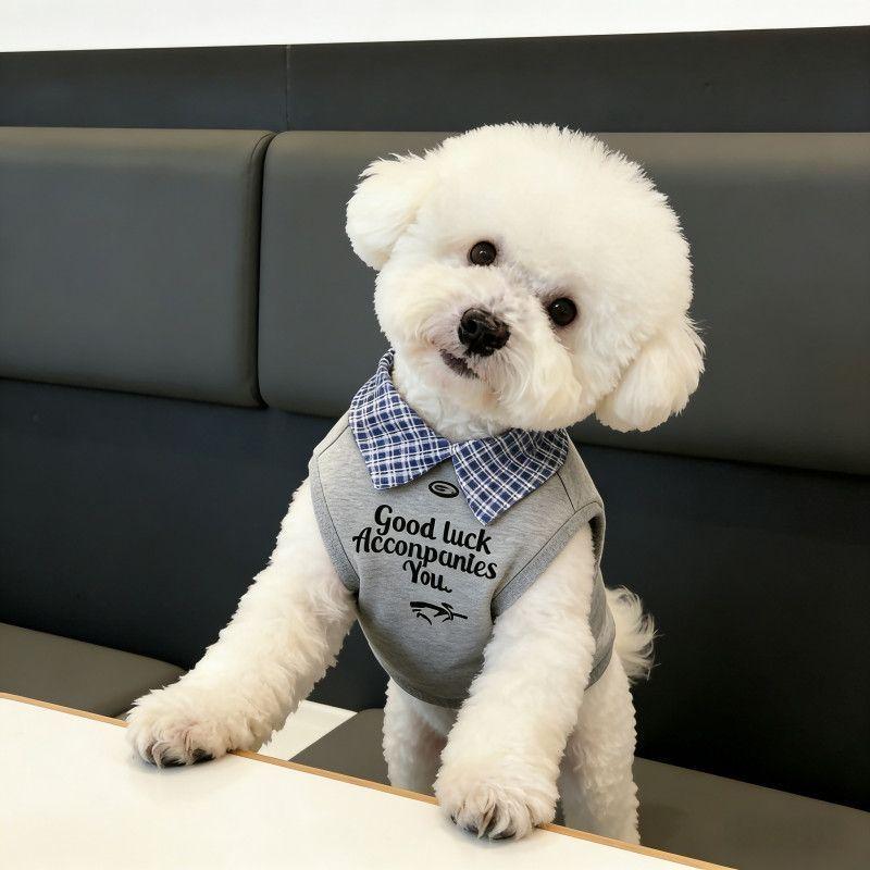 White Bichon leaning on a bench in the gray vest with the checked collar and chest lettering