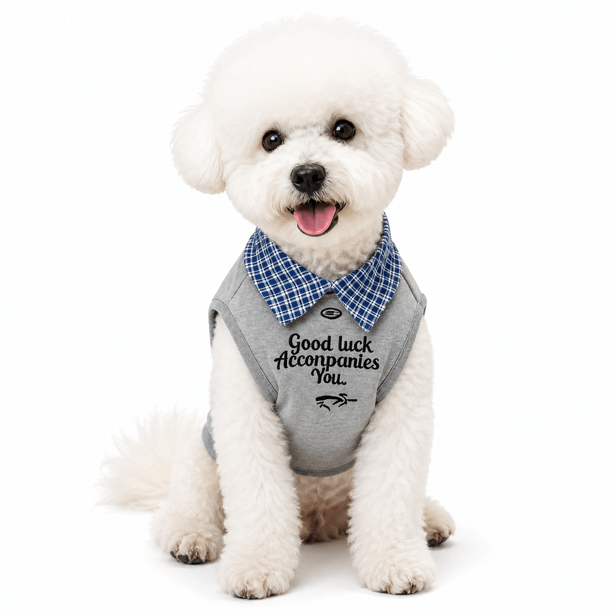 White Bichon sitting in the gray vest with a blue checked collar and printed front lettering