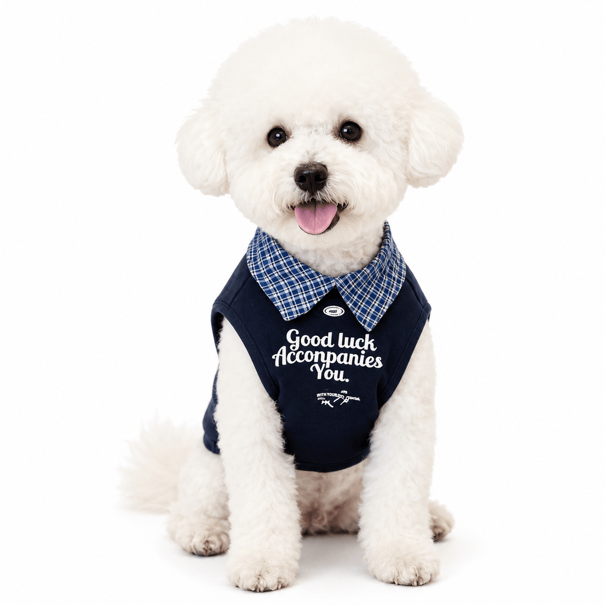 White Bichon sitting in the navy blue vest with a blue checked collar and printed front lettering
