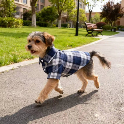 Small terrier walking on a path in the blue plaid flannel dog shirt.