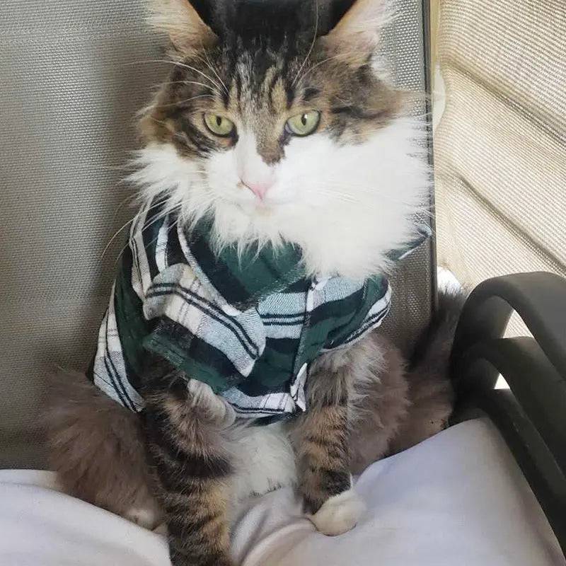Long-haired cat sitting on a chair wearing the green plaid flannel shirt.