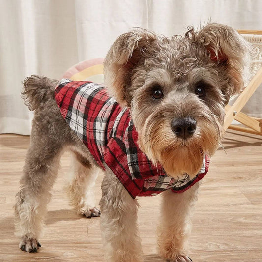 Miniature schnauzer standing indoors in the red plaid flannel dog shirt with a button front and collar.
