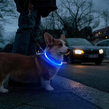 Corgi wearing the blue glowing LED dog collar crossing a road at dusk in front of a car.