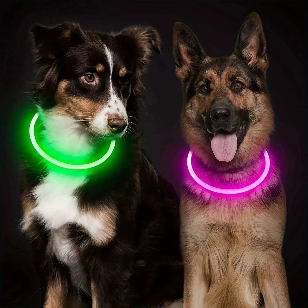 Border collie in the green glowing LED dog collar beside a german shepherd in the pink one at night.