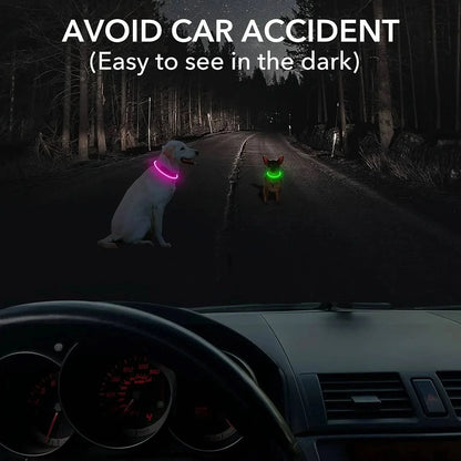 View through a windscreen of two dogs in glowing LED dog collars on a dark road.