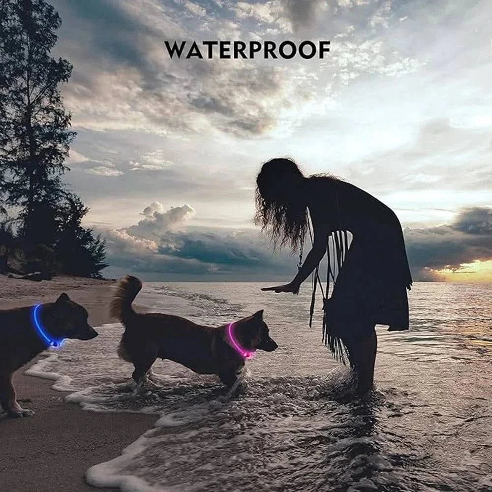 Two dogs in glowing LED dog collars at the water edge at dusk, captioned waterproof.