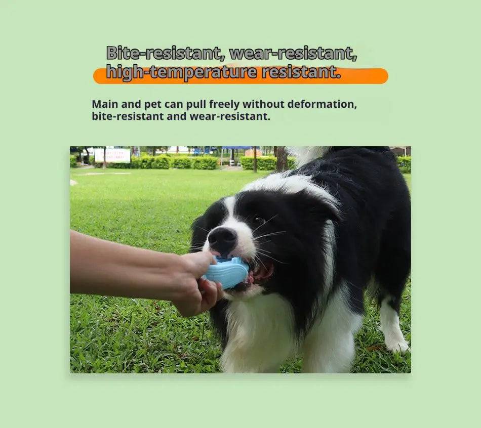 Border collie tugging the blue silicone corn dog chew toy on a lawn.