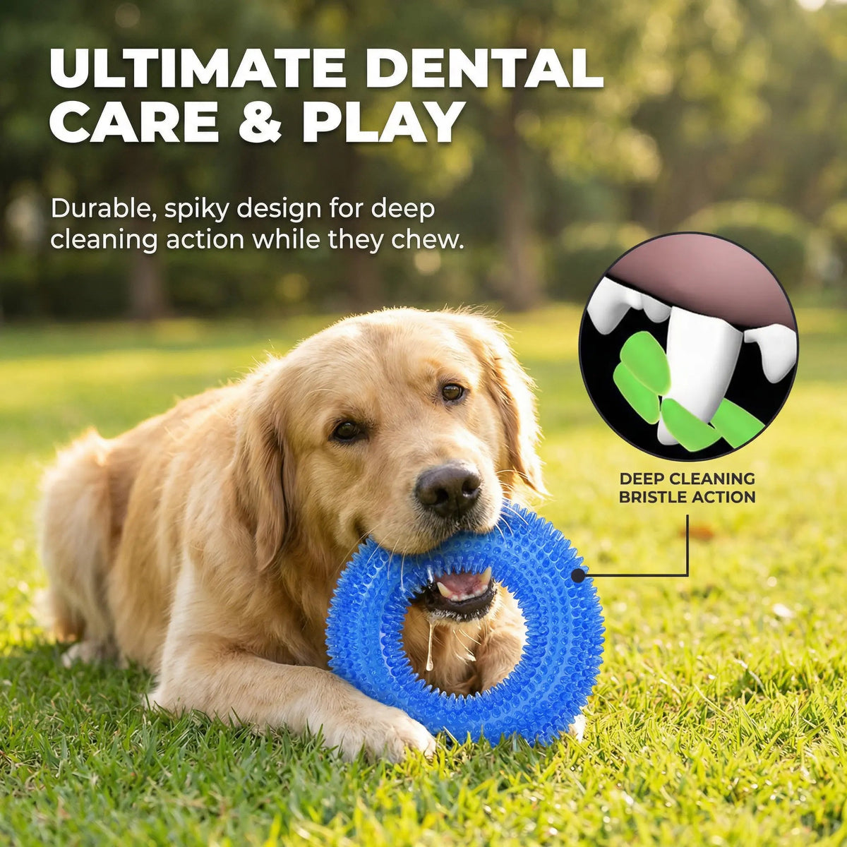 Golden retriever lying on grass chewing the blue spiky dog chew ring, with a close up of the spiked surface.
