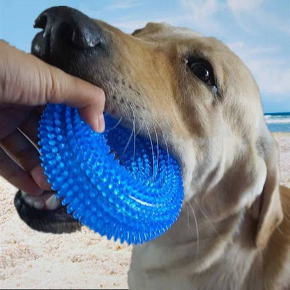Labrador at the beach holding the blue spiky dog chew ring in its mouth.