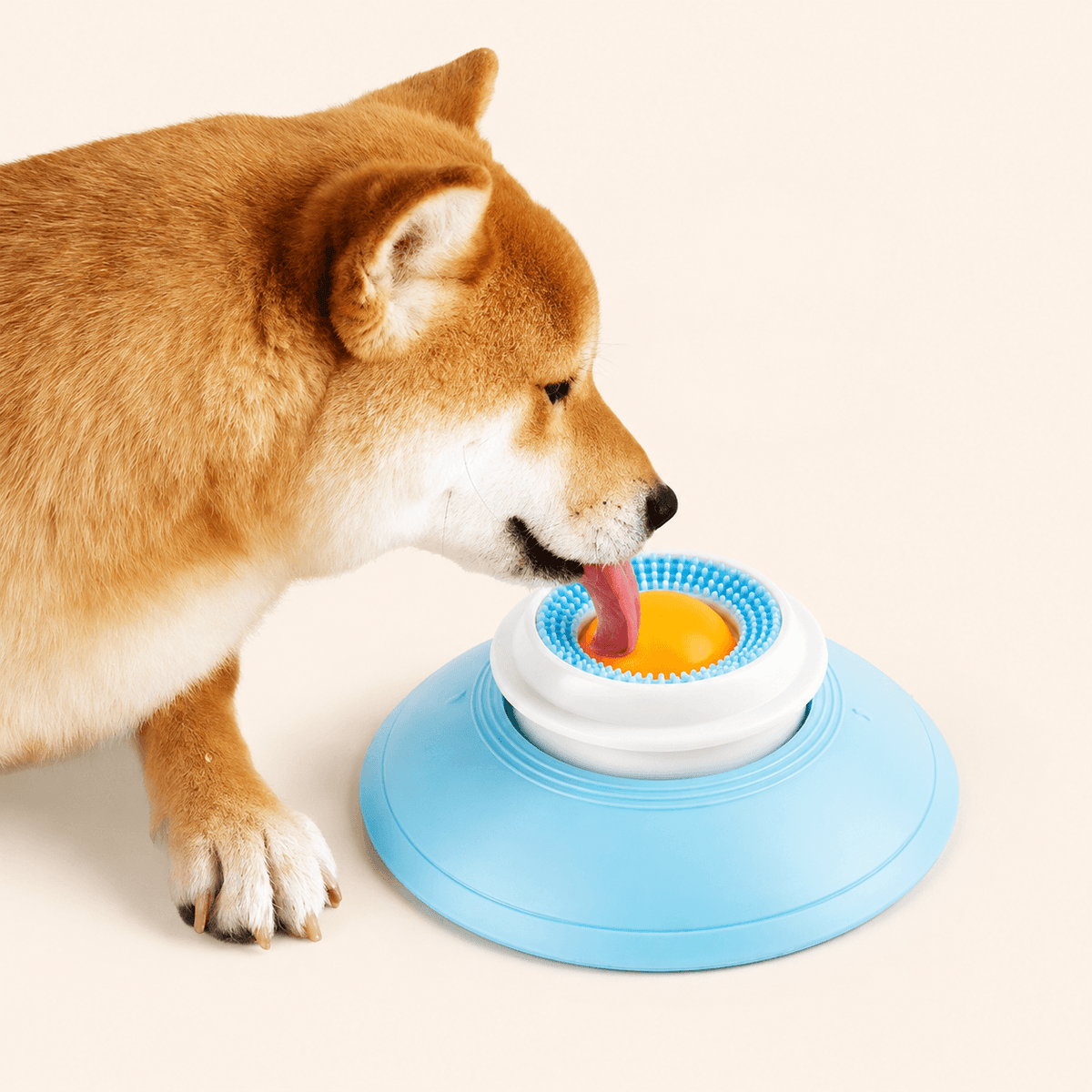 Shiba inu licking the yellow ball on the spinning treat ball dog toy.