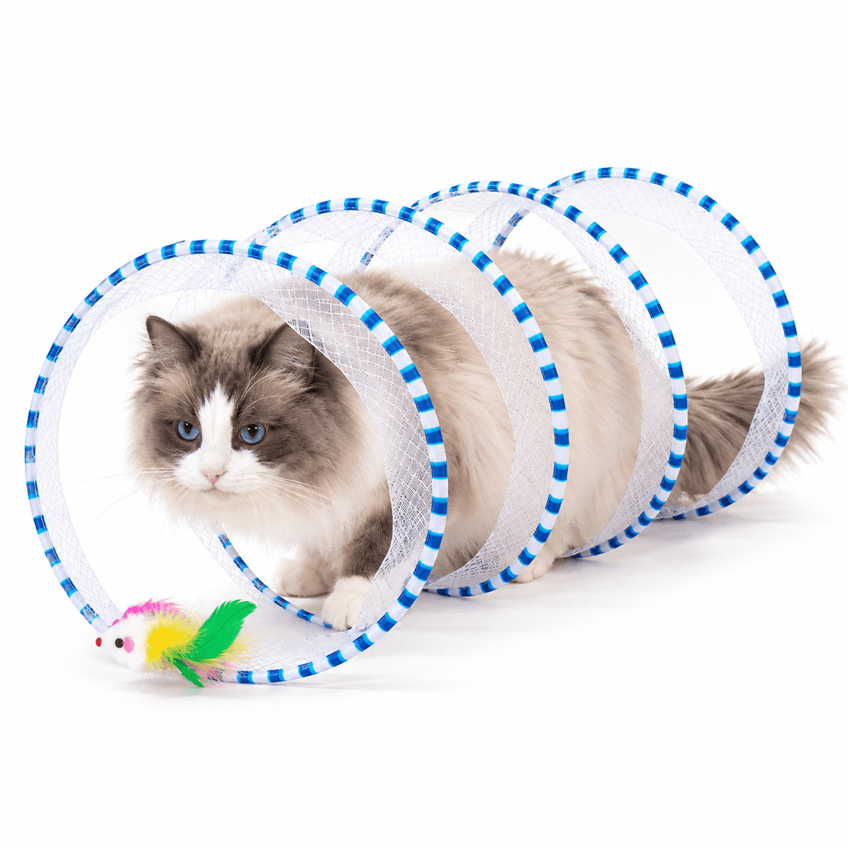 A ragdoll cat walking through the blue spiral cat tunnel with a feathered toy at the entrance.