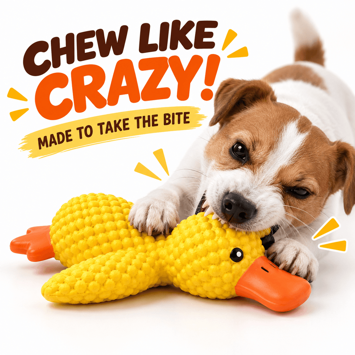 A Jack Russell puppy biting into the yellow squeaky latex duck dog toy.