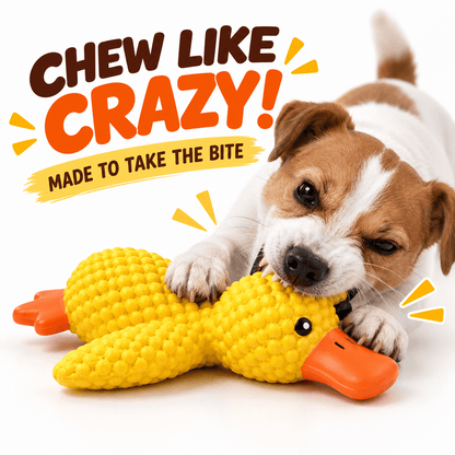 A Jack Russell puppy biting into the yellow squeaky latex duck dog toy.