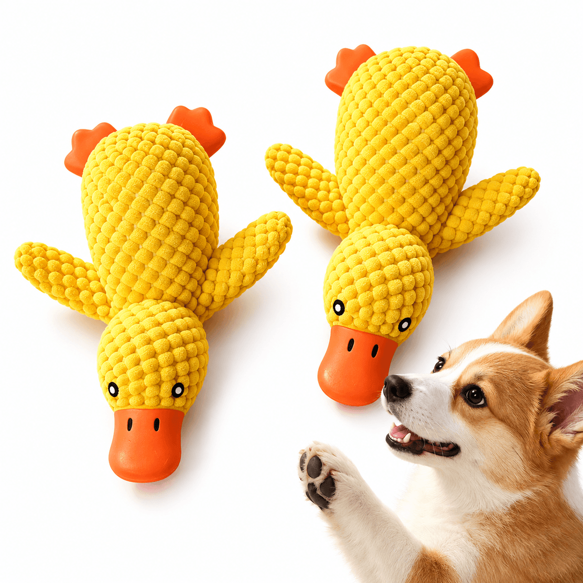 Two yellow squeaky latex duck dog toys in small and medium beside a playful corgi.