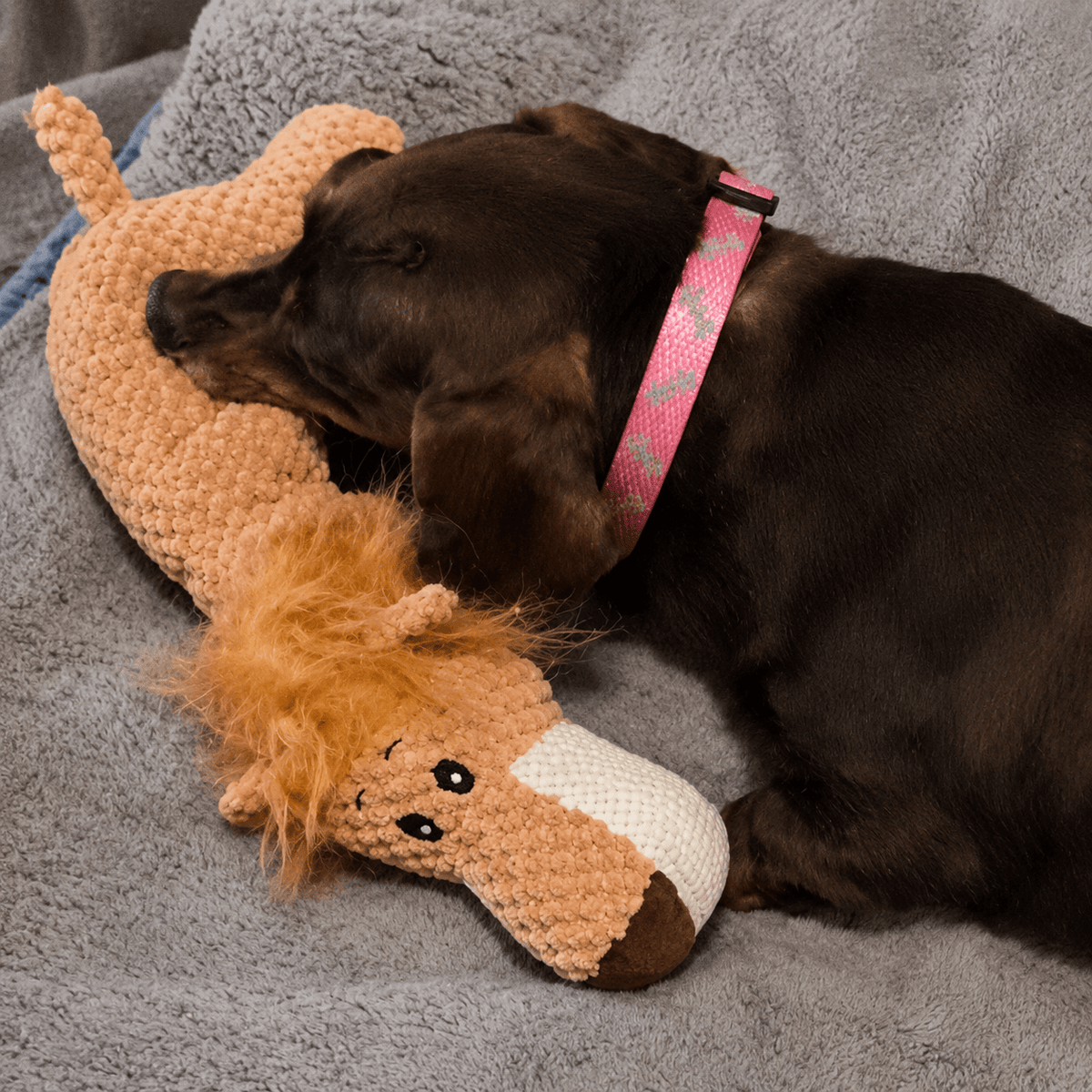 Chocolate Labrador chewing the orange lion squeaky plush animal dog toy on a gray blanket.