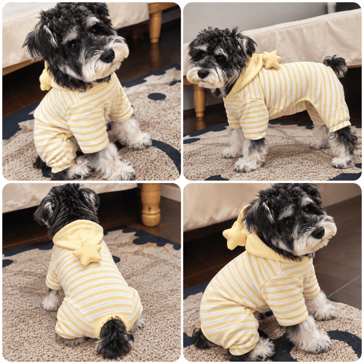 Schnauzer wearing the striped dog pajamas with star hood, shown from four angles on a rug.