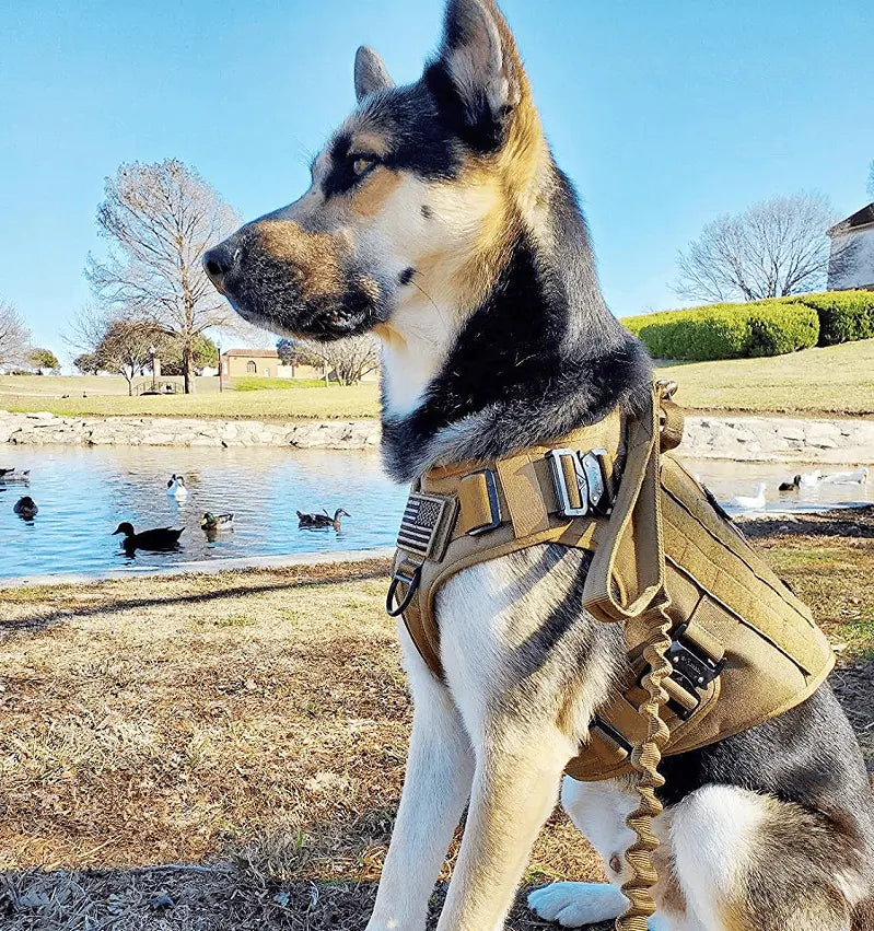 German shepherd in a tactical harness on the khaki tactical bungee dog leash beside a pond.